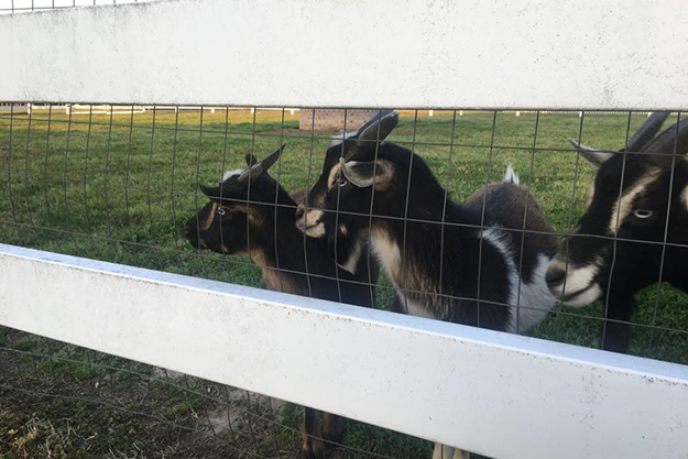 Goats at Hampton Roads Winery