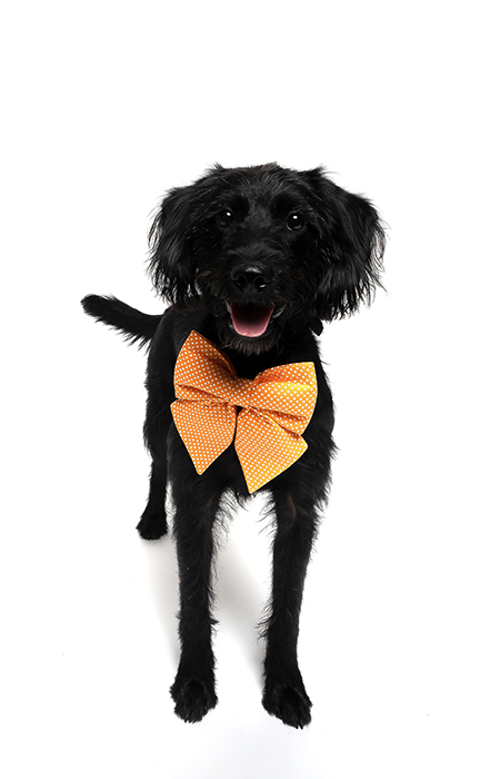 Black dog with orange bow tie.